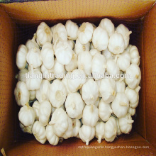 fresh chinese normal white garlic supplier